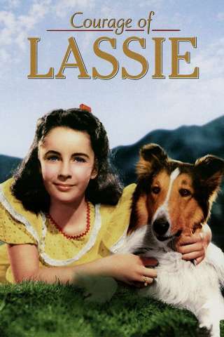 Il coraggio di Lassie (1946) streaming